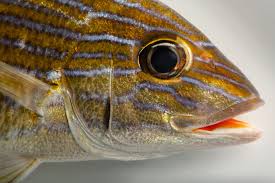 Image result for Haemulon sciurus