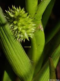 Attēlu rezultāti vaicājumam “Sparganium minimum”