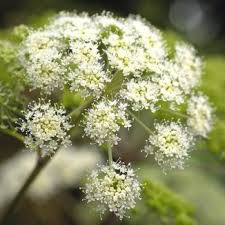 Attēlu rezultāti vaicājumam “Angelica palustris flower”