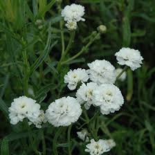 Attēlu rezultāti vaicājumam “Achillea ptarmica leaf”