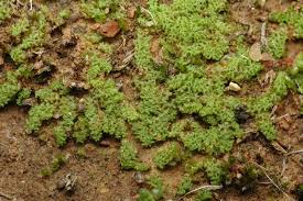 Attēlu rezultāti vaicājumam “Fossombronia foveolata sporophyte”