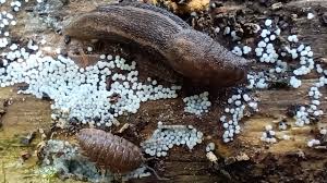 Attēlu rezultāti vaicājumam “Lamproderma pseudomaculatum stalked”