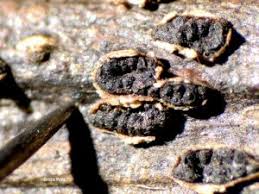 Attēlu rezultāti vaicājumam “Trichia botrytis var. cerifera macro”