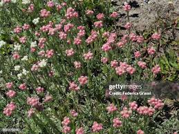 Attēlu rezultāti vaicājumam “Antennaria dioica female flower”
