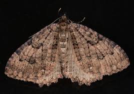 Attēlu rezultāti vaicājumam “Triphosa dubitata”