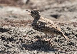 Image result for Calandrella brachydactyla