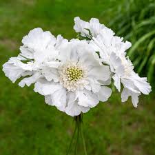 Image result for scabiosa caucasica