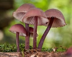 Attēlu rezultāti vaicājumam “Mycena haematopus”