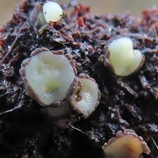 Attēlu rezultāti vaicājumam “Vibrissea decolorans”