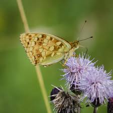 Attēlu rezultāti vaicājumam “Argynnis adippe male”