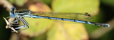 Attēlu rezultāti vaicājumam “Platycnemis pennipes”