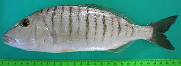 Image result for Lithognathus mormyrus