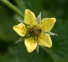 Attēlu rezultāti vaicājumam “Geum urbanum flower”
