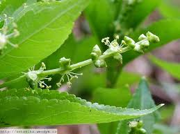 Attēlu rezultāti vaicājumam “Mercurialis perennis bud”