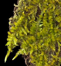 Attēlu rezultāti vaicājumam “Callicladium haldanianum”