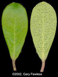 Attēlu rezultāti vaicājumam “Arctostaphylos uva-ursi”