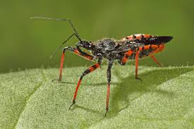 Attēlu rezultāti vaicājumam “Rhynocoris annulatus imago”