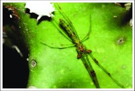 Attēlu rezultāti vaicājumam “Tetragnathidae”