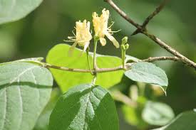 Attēlu rezultāti vaicājumam “Lonicera xylosteum leaf”