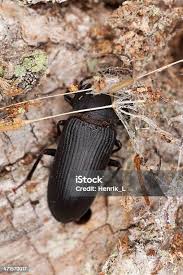 Attēlu rezultāti vaicājumam “Anostirus castaneus”