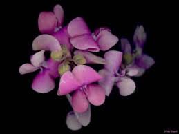 Attēlu rezultāti vaicājumam “Dipogon sp.”