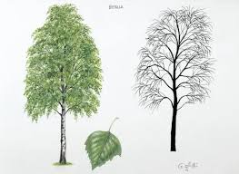 Attēlu rezultāti vaicājumam “Betula pendula”