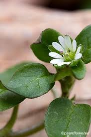 Attēlu rezultāti vaicājumam “Stellaria crassifolia leaf”