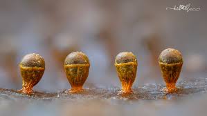 Attēlu rezultāti vaicājumam “Craterium minutum macro”