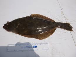 Image result for Paralichthys dentatus