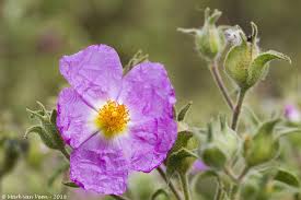 Attēlu rezultāti vaicājumam “Cistaceae”