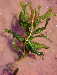 Attēlu rezultāti vaicājumam “Potamogeton praelongus”