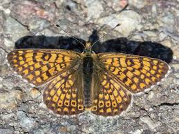 Attēlu rezultāti vaicājumam “Melitaea cinxia upperside”