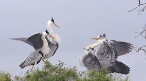Attēlu rezultāti vaicājumam “Ardea cinerea”