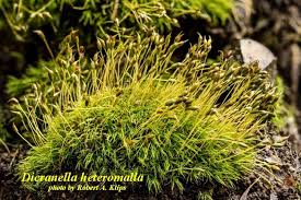 Attēlu rezultāti vaicājumam “Dicranales”