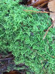 Attēlu rezultāti vaicājumam “Sciuro-hypnum reflexum sporophyte”