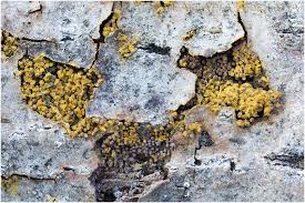 Attēlu rezultāti vaicājumam “Perichaena corticalis”