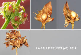 Attēlu rezultāti vaicājumam “Rumex obtusifolius fruit”