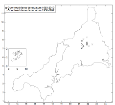 Attēlu rezultāti vaicājumam “Odontoschisma denudatum”