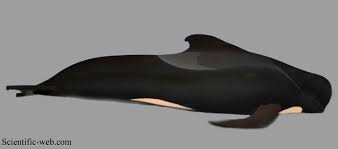 Image result for Globicephala melas