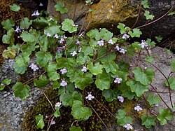 Attēlu rezultāti vaicājumam “Saxifraga cymbalaria flower”