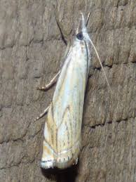 Attēlu rezultāti vaicājumam “Crambus lathoniellus”