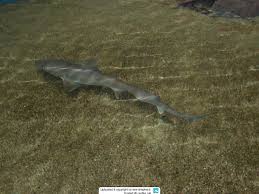 Image result for Mustelus canis