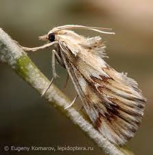 Attēlu rezultāti vaicājumam “Crambidae”