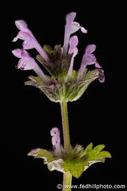 Attēlu rezultāti vaicājumam “Lamium amplexicaule flower”