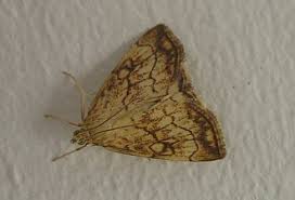 Attēlu rezultāti vaicājumam “Evergestis pallidata”