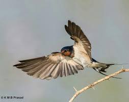 Attēlu rezultāti vaicājumam “Hirundinidae”