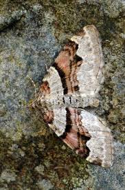 Attēlu rezultāti vaicājumam “Xanthorhoe designata”