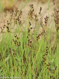 Attēlu rezultāti vaicājumam “Juncus compressus”