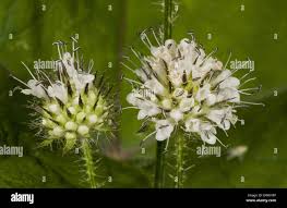 Image result for Dipsacus pilosus