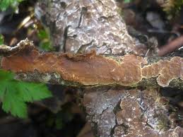 Attēlu rezultāti vaicājumam “Hymenochaete tabacina”